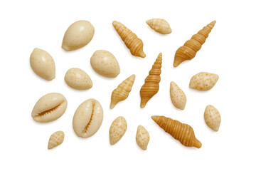 Seashell collection with cowrie and spiral shells on transparent background, showcasing ocean treasures and summer memories