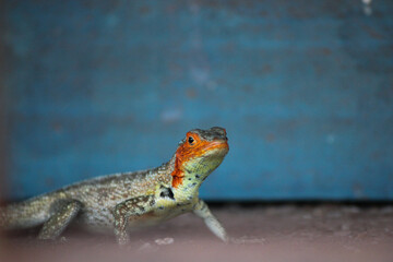 red lizard on galapagos