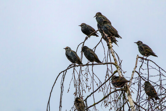 Flock of starlings perched on a bare tree against a soft gray sky