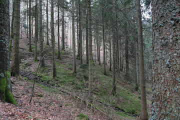 Landschaft im Schwarzwald am Belchen, Laubwald