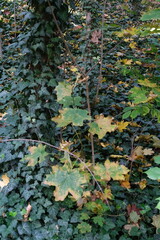 Yellow autumn leaves resting on green foliage