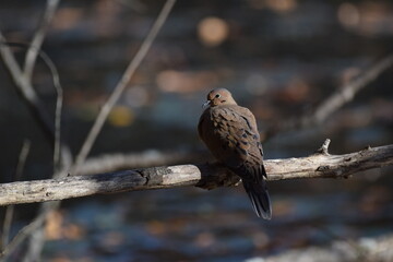 Mourning Dove