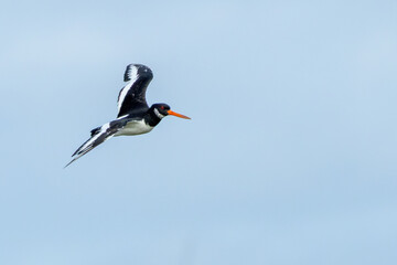 Eurasian oystercatcher (Haematopus ostralegus) common on European coasts and estuaries