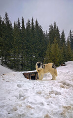 Large fluffy mountain dog standing on a snowy hillside beside a wooden doghouse with evergreen forest in the background.