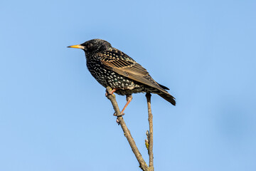 European starling (Sturnus vulgaris) common in European towns cities and farmland
