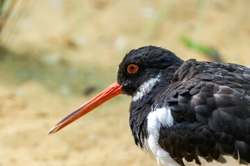 Eurasian oystercatcher (Haematopus ostralegus) common on European coasts and estuaries