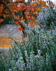 Autumn leaves from the persimmon tree above a blooming rosemary