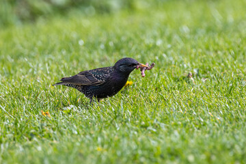 European starling (Sturnus vulgaris) common in European towns cities and farmland