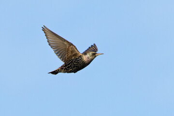 European starling (Sturnus vulgaris) common in European towns cities and farmland