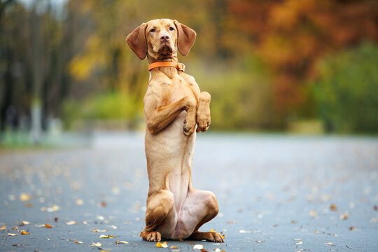 adorable vizsla dog doing tricks and begging in the park