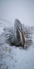 Snowy bent tree and frozen rock on mountain slope in cold winter landscape