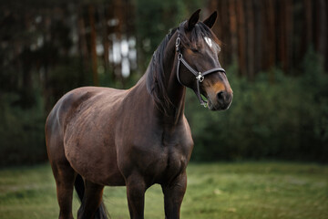 Fototapeta premium beautiful bay horse with a long mane posing on a pasture