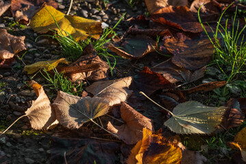 Autumnal vibrant fall foliage in Tuscany, Italy