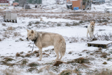 Musher dogs outdoors in Ilulissat, Greenland, on a cloudy, cold day of late autumn