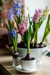 Beautiful home decor with fresh bulbous hyacinth. Seasonal flowers in house interior and design. Easter celebration, idea for family dinner table with floral centrepiece. Cozy atmosphere