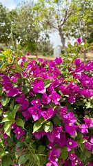 flowers in the garden