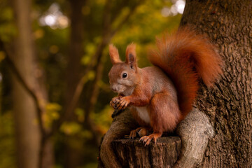 Wiewi&oacute;rka w parku 