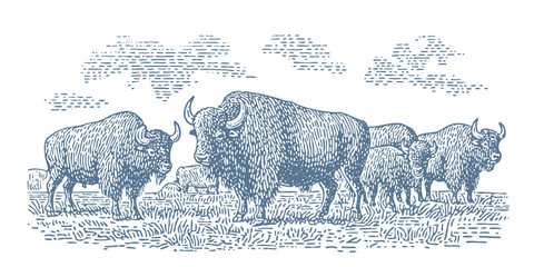 Herd of bison grazing on the prairie. Vintage woodcut engraving linocut style vector illustration. © RetroVector