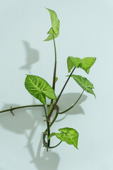 Arrowhead plant (Syngonium) vine climbing a simple white wall, showing variegated green and cream leaves. Minimalist indoor decor.