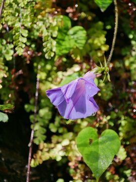 Prunkwinde oder  Morning Glory oder Trichterwinde