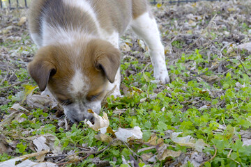 A cute brown and white puppy sniffing the ground intensely, exploring patches of green weeds and dry leaves outdoors.