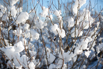 Branches of a snow-covered tree after heavy snowfall against blue winter sky. High quality photo