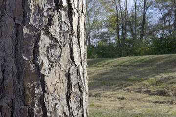 Close-up focus on the rugged, textured bark of a pine tree trunk, contrasting with a blurred background of a grassy hill and distant forest.