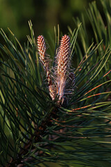 Close-up of a pine branch with young shoots in spring sunlight. The fresh green needles and vibrant growth symbolize renewal and the beauty of nature during the warm season.