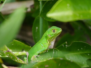 Iguana in Costa Rica