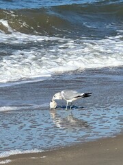 seagull on the beach