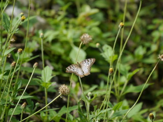 Butterfly in Jungle