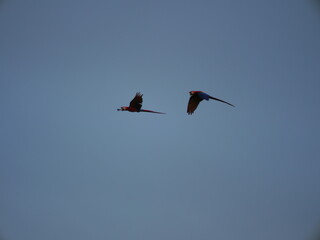 Birds in Flight - Costa Rican Macaw