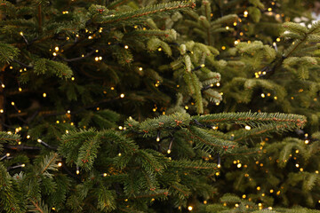 Christmas background. Close-up on fir branches with glowing garland.