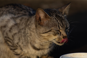 Domestic cat with green eyes eating food from a plate outdoors.