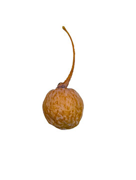 A single ripe ginkgo biloba seed,  fruit isolated on a clean white background, sarcotesta