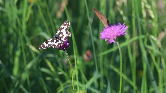 melanargia galathea the marbled white butterfly and maniola jurtina on a scabiosa blossom