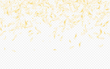 Yellow_petals_transparent_background_39.eps
