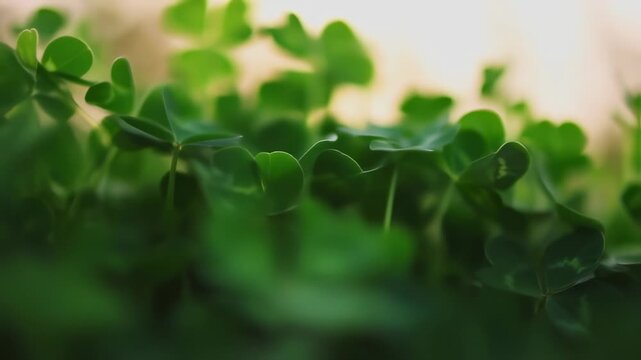A vibrant, detailed close-up of clover leaves, focused on a lucky four-leaf clover