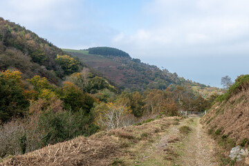 Fototapeta premium Photo of the autumn colours at Glenthorne in Exmoor National Park