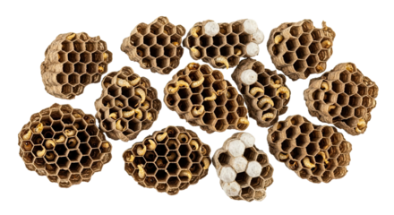 A collection of wasp nest fragments with developing larvae and capped pupae cells, isolated on a black background for a detailed entomological study