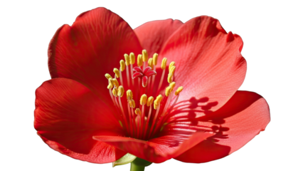 Stunning close-up of a single scarlet flower in full bloom, its detailed yellow stamens casting dramatic shadows on the vibrant red petals against a stark black background