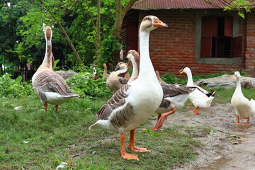 Obraz premium Flock of geese walking in green grass