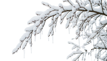A delicate tree branch heavily coated in fresh white snow and frozen with clear icicles after a storm, isolated on a stark black background for a minimalist winter nature concept