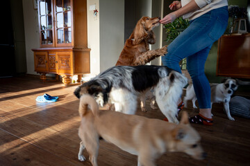 Pets eager snack, Canines sit patiently for their delicious rewards, Two playful dogs display excited anticipation as they receive treats in cozy living space with sunlight