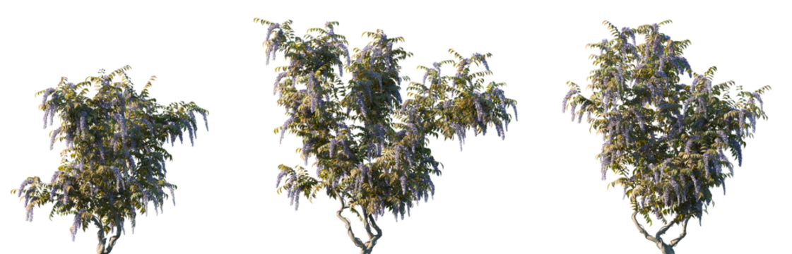 Set of Wisteria brachybotrys (the silky wisteria) frontal isolated png on a transparent background perfectly cutout