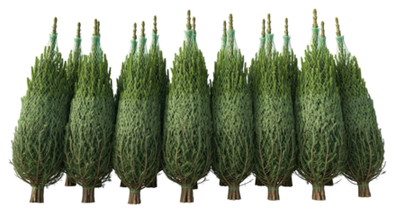 A row of fresh green Christmas trees wrapped in protective netting and prepared for sale, standing in a neat line against an isolated black background for the winter holiday season