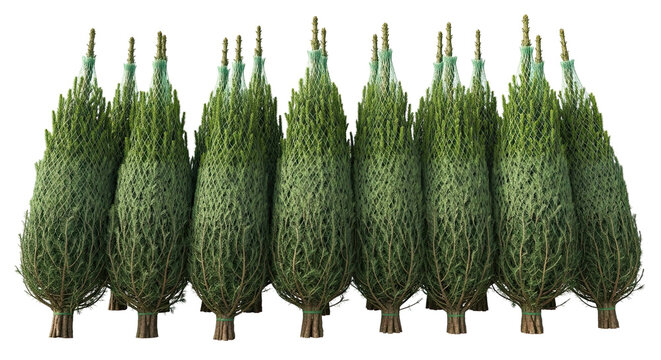 A row of fresh green Christmas trees wrapped in protective netting and prepared for sale, standing in a neat line against an isolated black background for the winter holiday season