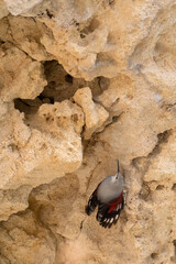 Wallcreeper Climbing on Rocky Cliff