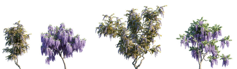 Set of Wisteria brachybotrys and Wisteria floribunda frontal isolated png on a transparent background perfectly cutout