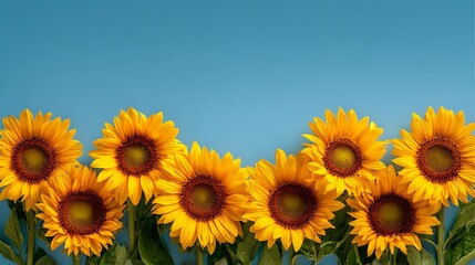 Obraz premium Vibrant yellow sunflowers in a row against clear blue sky background, creating a cheerful summer scene for greeting cards or seasonal designs.